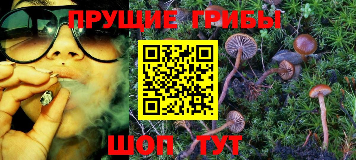 Сафоново  Псилоцибиновые грибы Psilocybe  Вход с VPN 